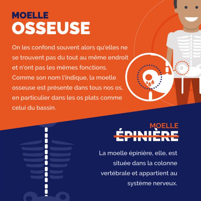 La moelle osseuse n'est pas la moelle épinière