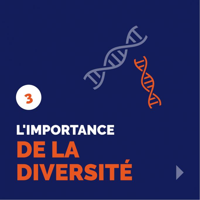Affiche bleu foncé sur laquelle est présenté, en haut à droite, deux chromosomes l’un bleu et l’autre orange respectivement pour l’homme et la femme. Au bas de l’affiche est inscrit en blanc et en orange le titre suivant « l’importance de la diversité ».  